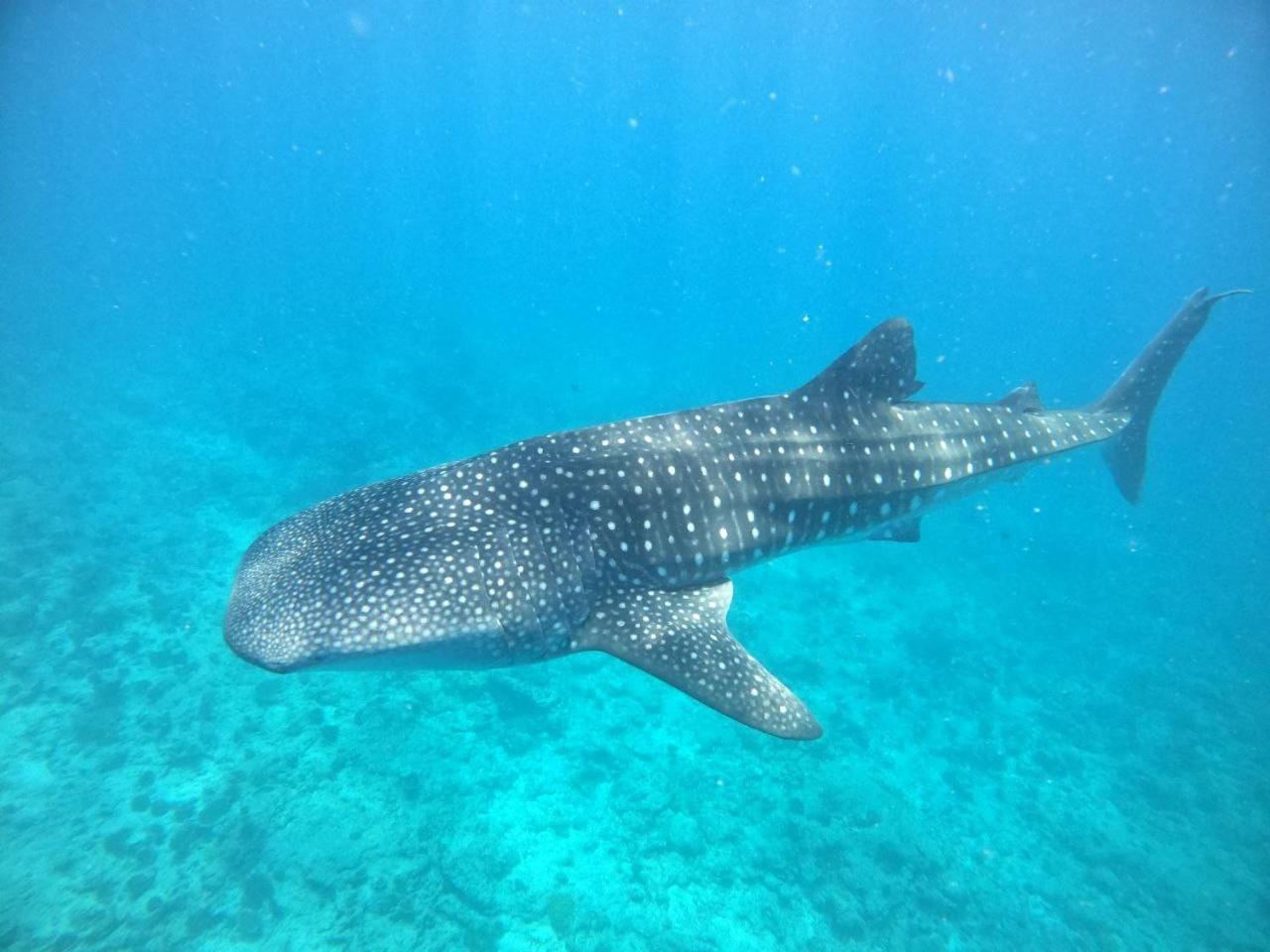 Black Pearl Himandhoo Exterior photo